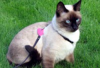 /album/tudosobrecachorrosegatos/gato-n-3-jpg/